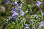 Helmet flower